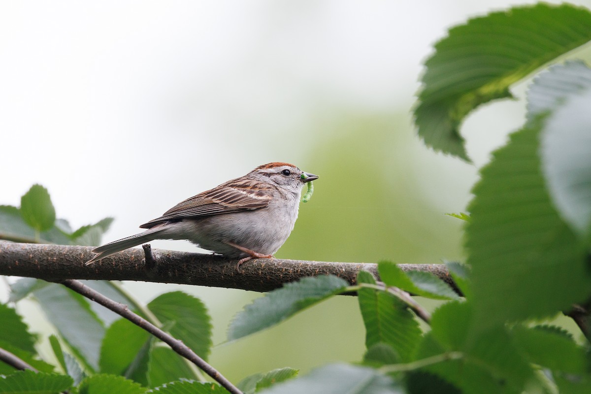 Chipping Sparrow - ML643428773