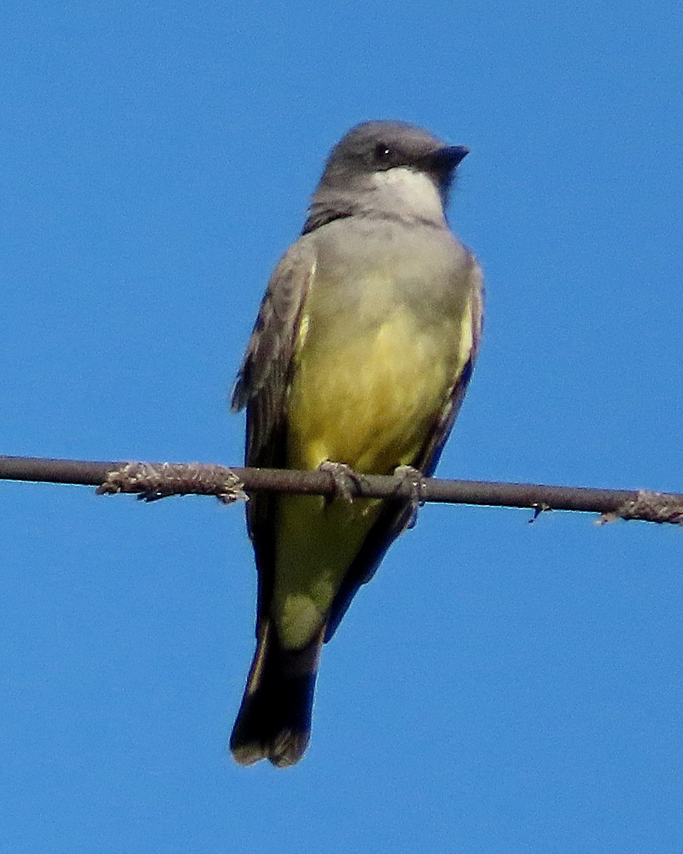 Cassin's Kingbird - ML643428781