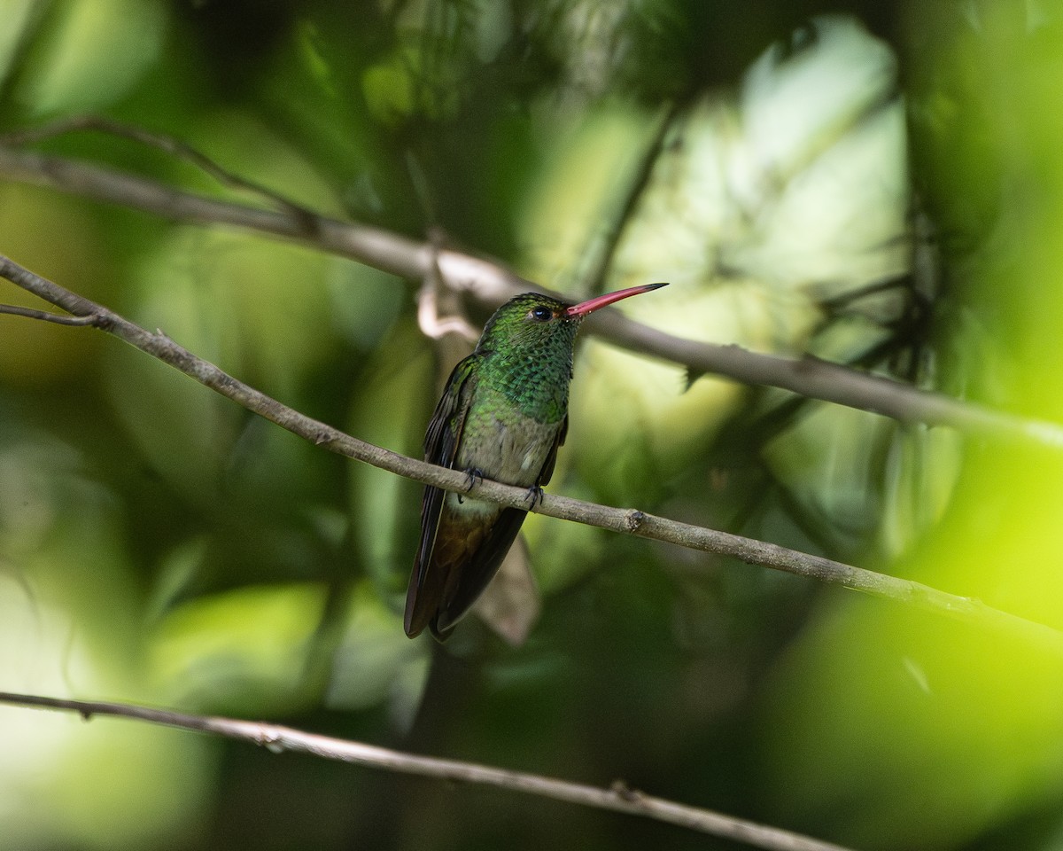 Rufous-tailed Hummingbird - ML643428787