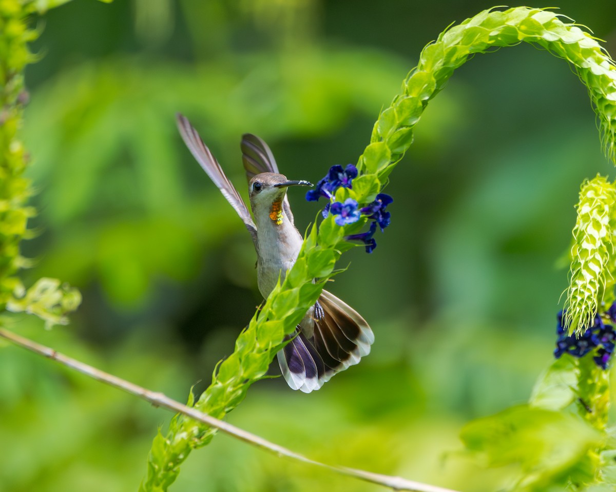 Ruby-topaz Hummingbird - ML643428792