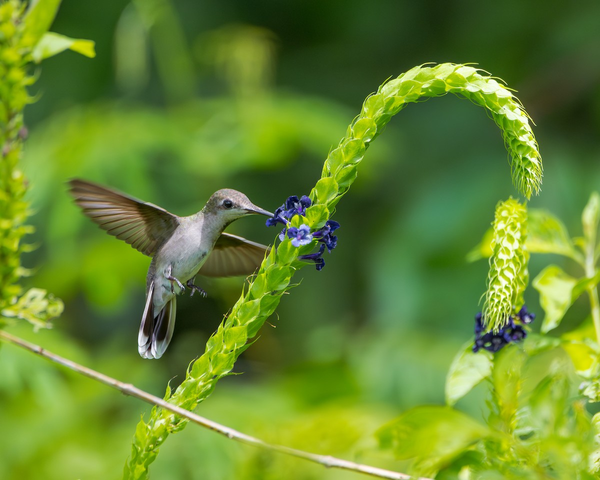 Ruby-topaz Hummingbird - ML643428796