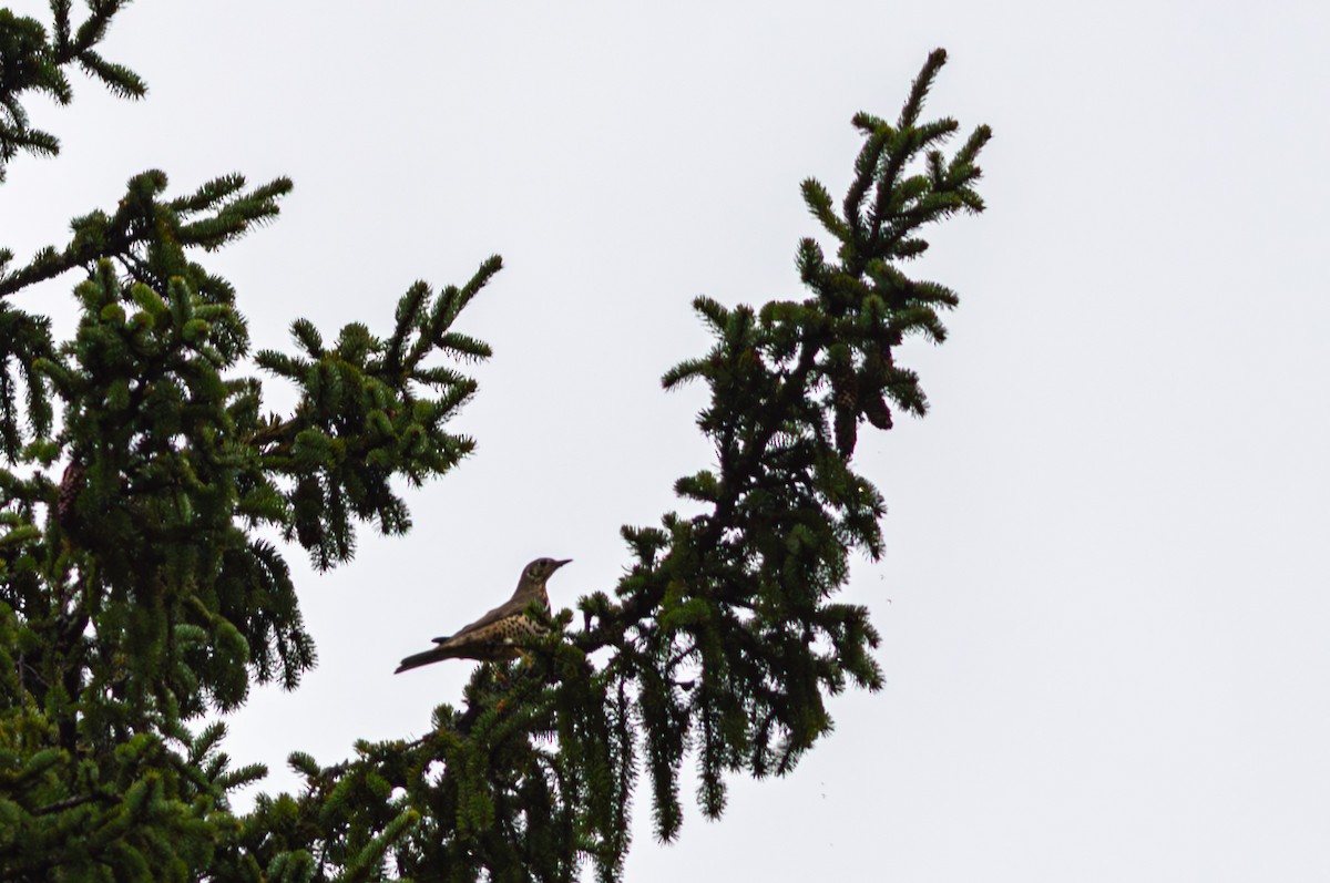 Mistle Thrush - ML643428807