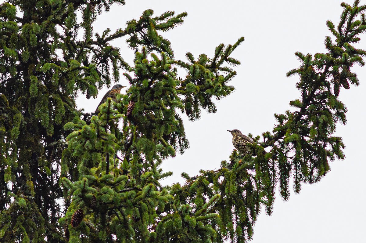 Mistle Thrush - ML643428808