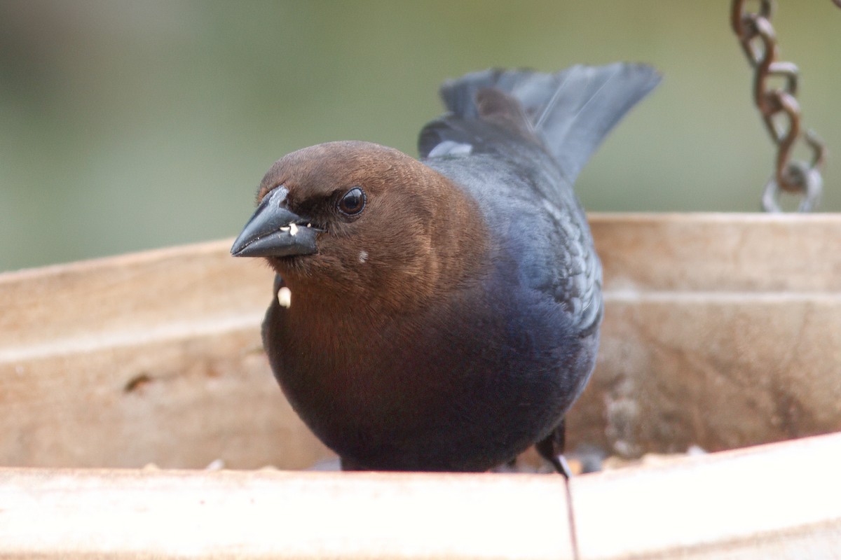 Brown-headed Cowbird - ML643428887