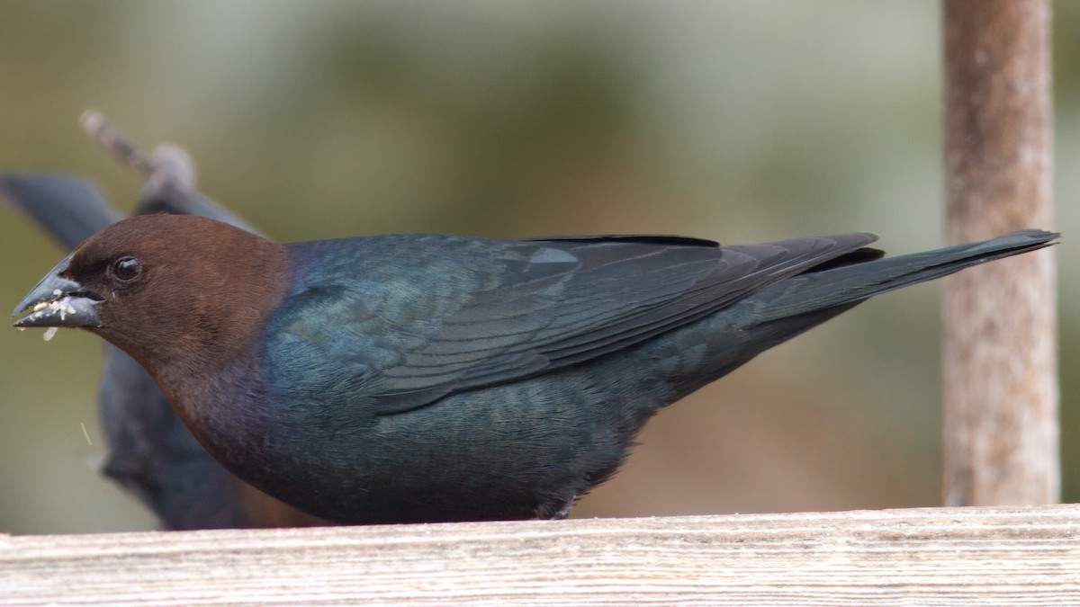 Brown-headed Cowbird - ML643428888