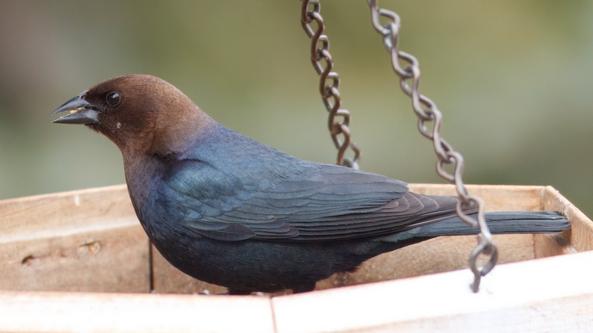 Brown-headed Cowbird - ML643428889