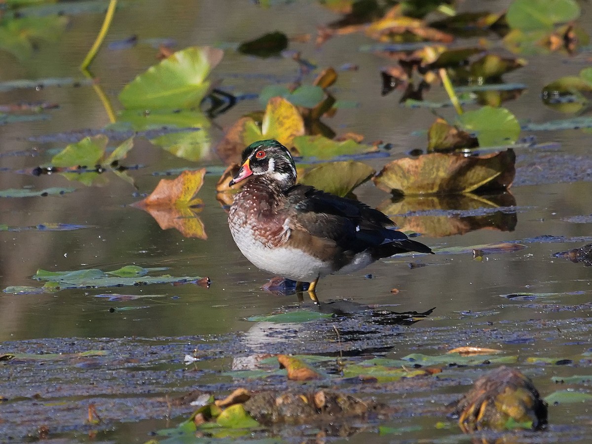Wood Duck - ML643428890