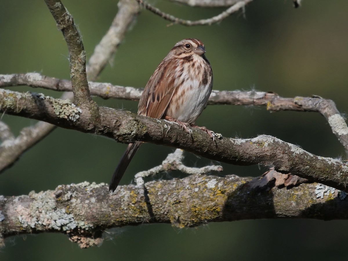 Song Sparrow - ML643429025