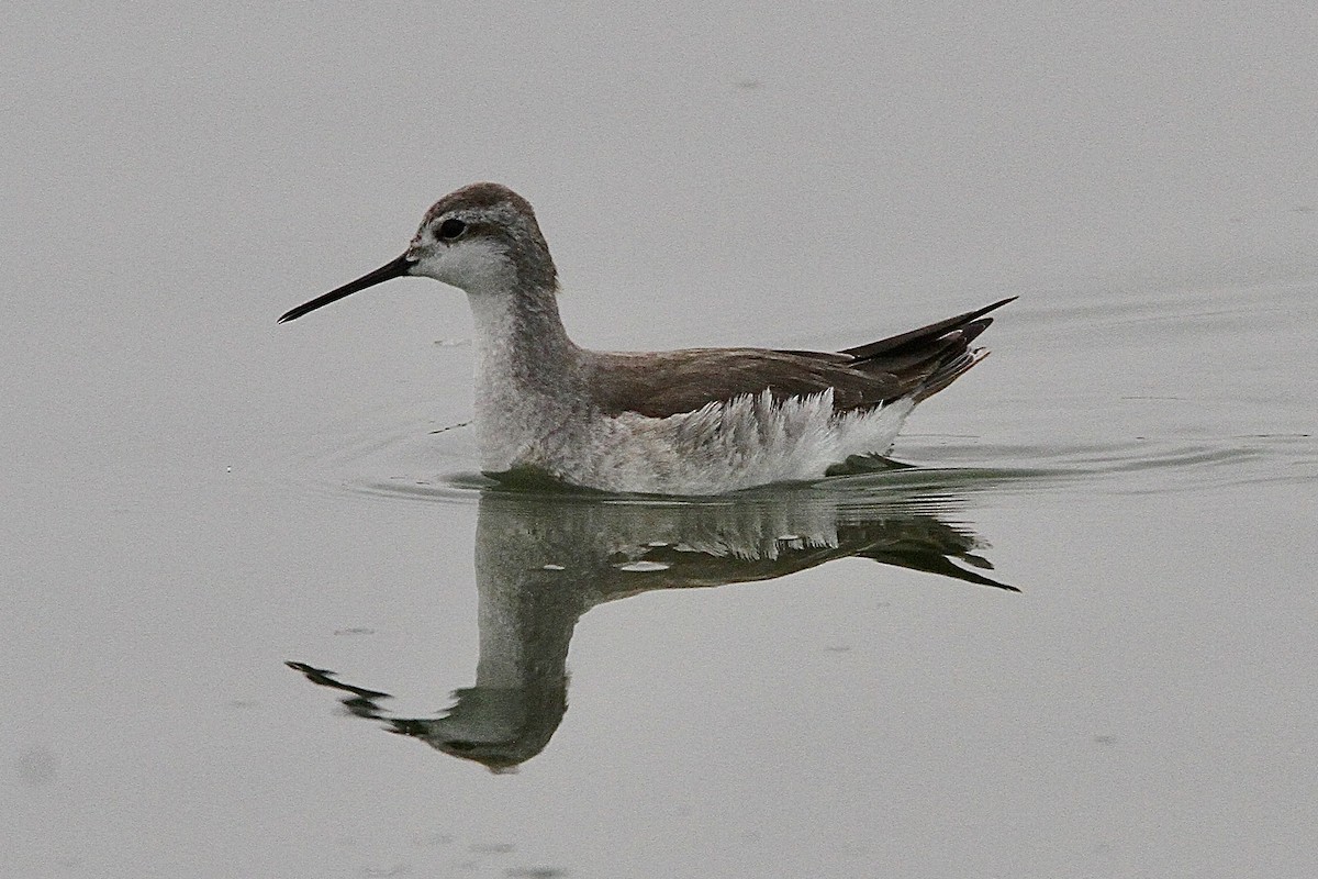 Phalarope de Wilson - ML643429050