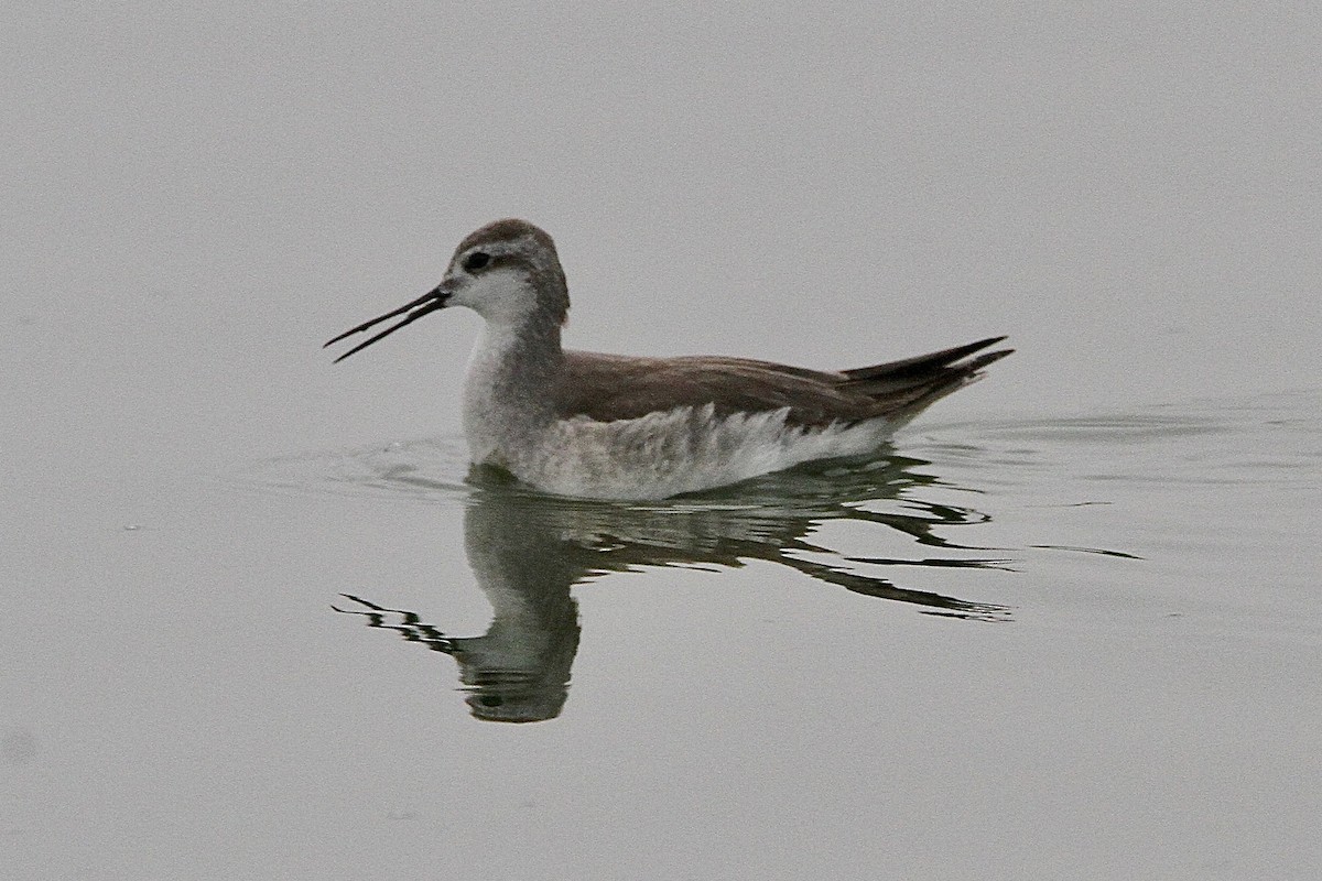 Phalarope de Wilson - ML643429052