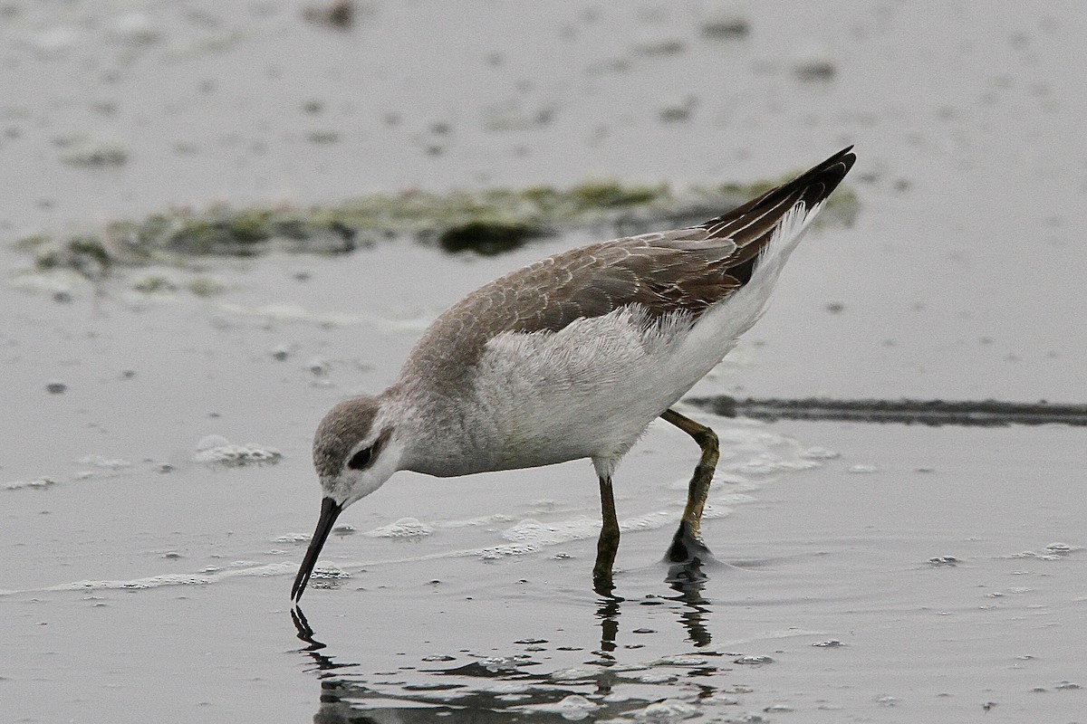 Phalarope de Wilson - ML643429053