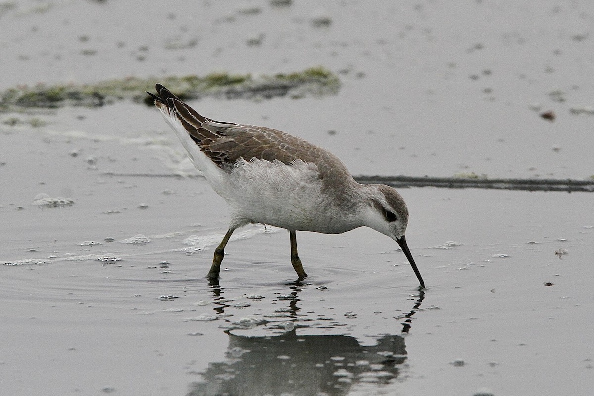 Phalarope de Wilson - ML643429054