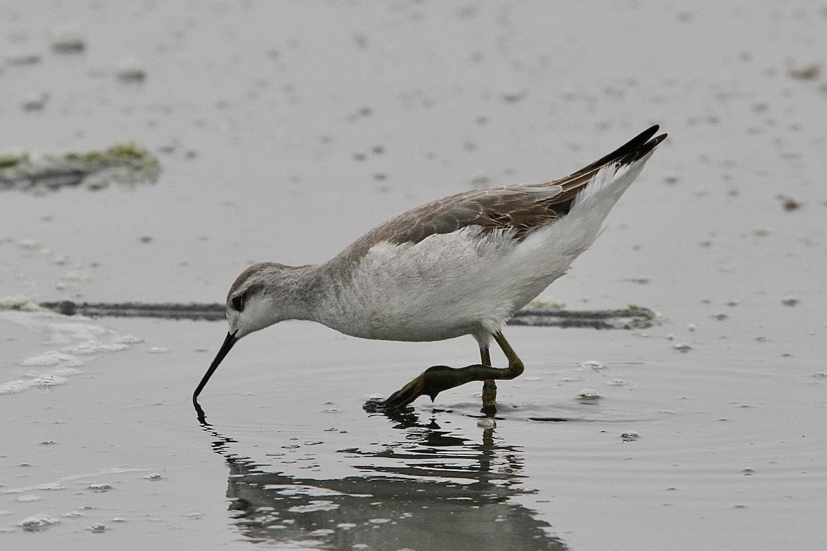 Phalarope de Wilson - ML643429055