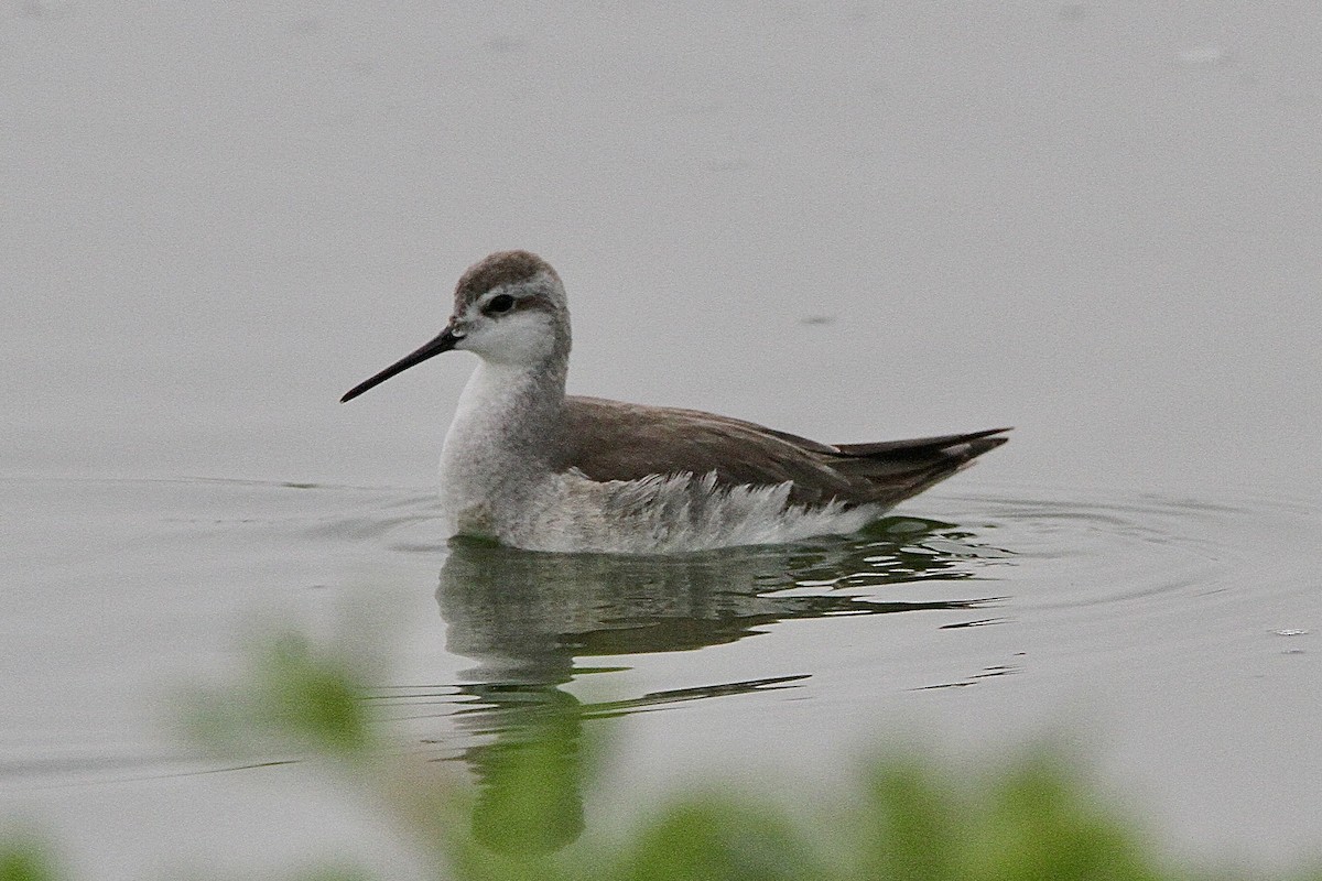 Phalarope de Wilson - ML643429057
