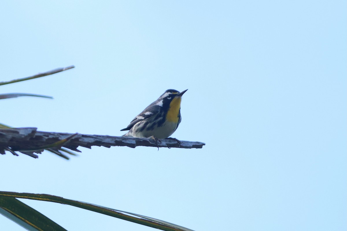 Yellow-throated Warbler - ML643429077