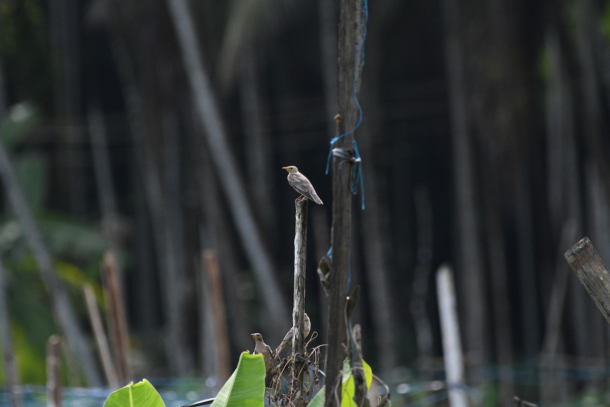 Rosy Starling - ML643429114