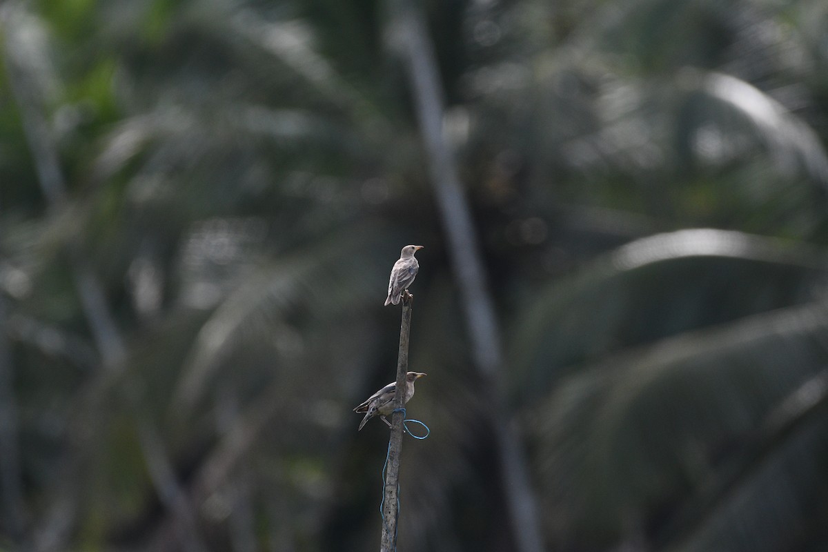 Rosy Starling - ML643429115
