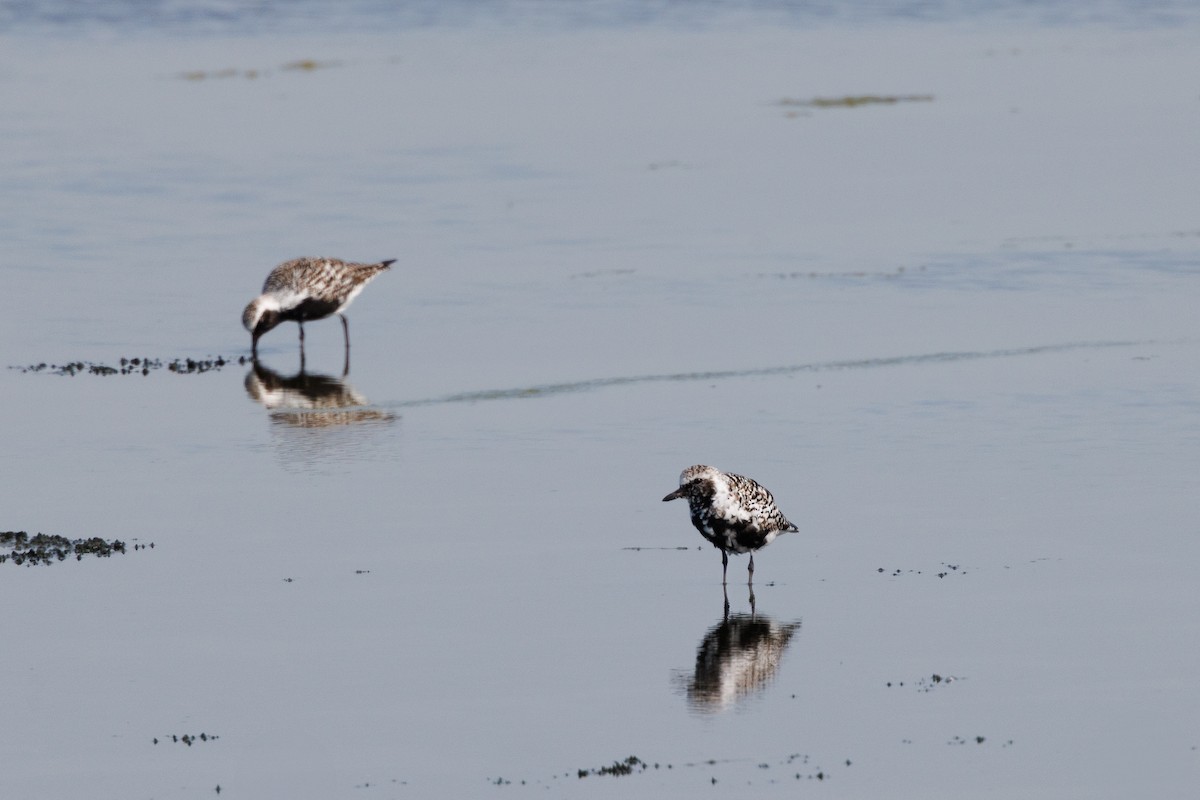Black-bellied Plover - ML643429736