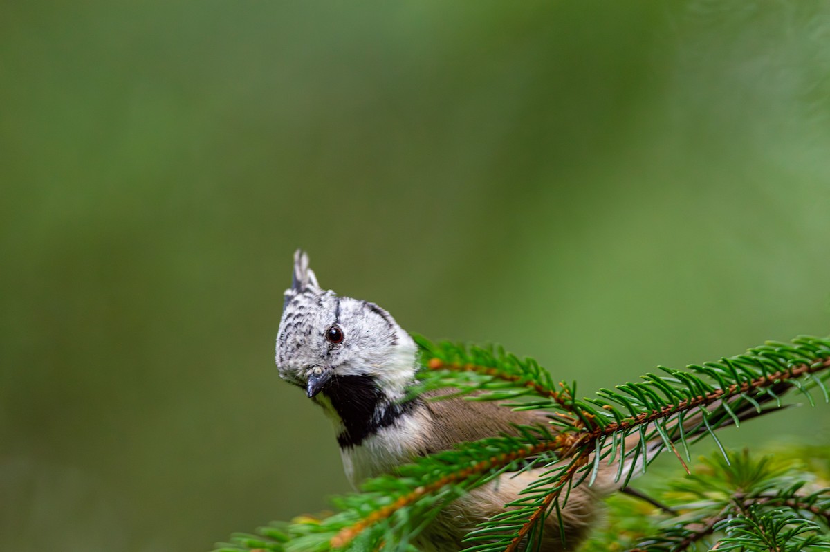 Mésange huppée - ML643429744