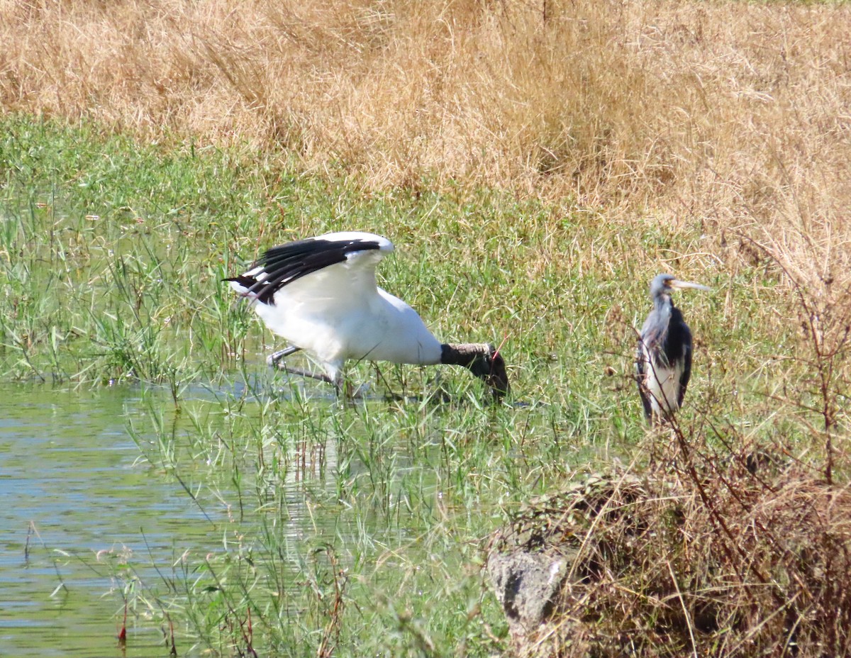 Wood Stork - ML643429745