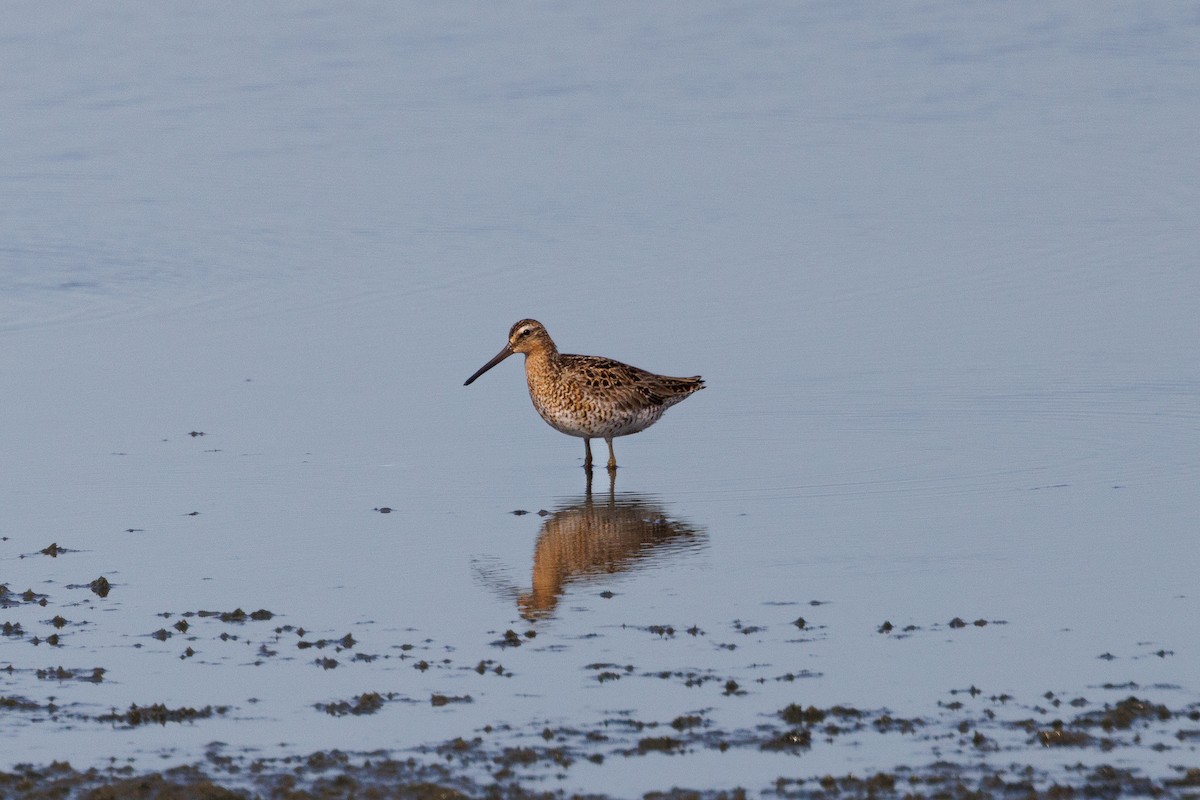 Short-billed Dowitcher - ML643429750