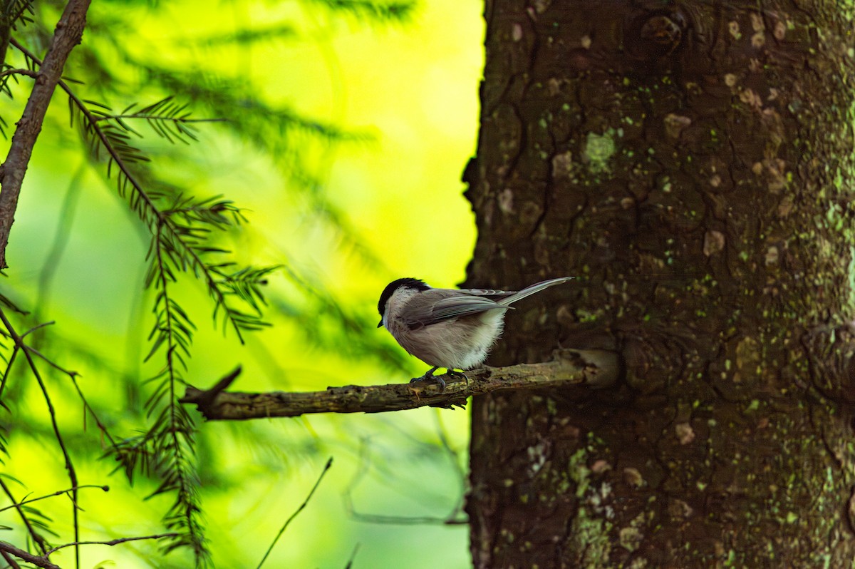 Mésange boréale - ML643429751