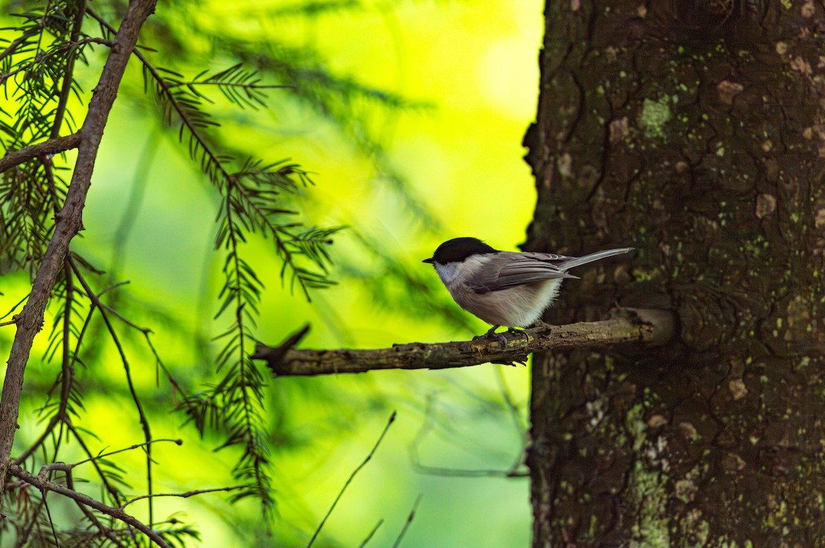 Mésange boréale - ML643429752