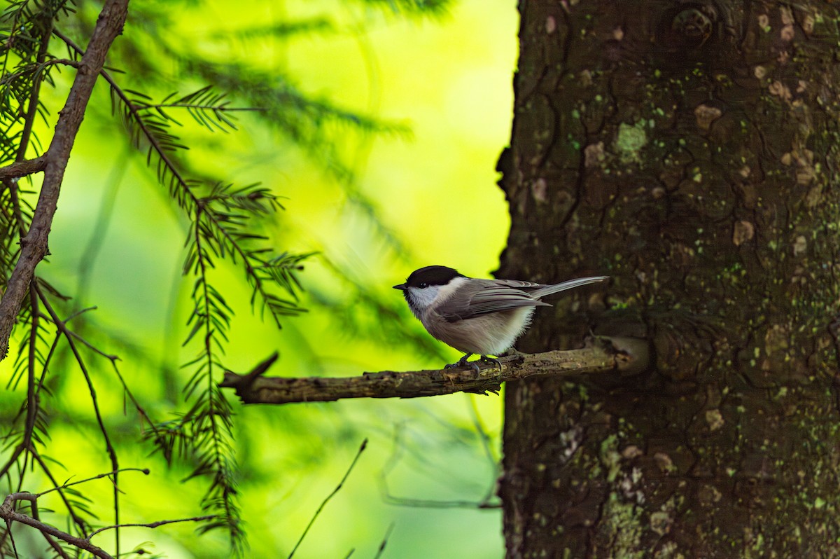 Mésange boréale - ML643429753
