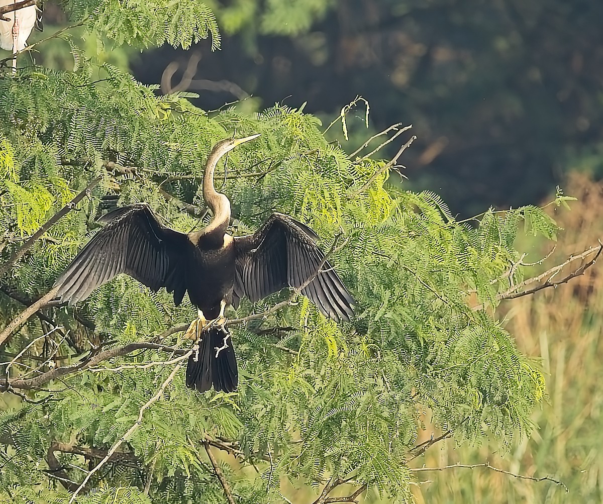 Oriental Darter - ML643429758