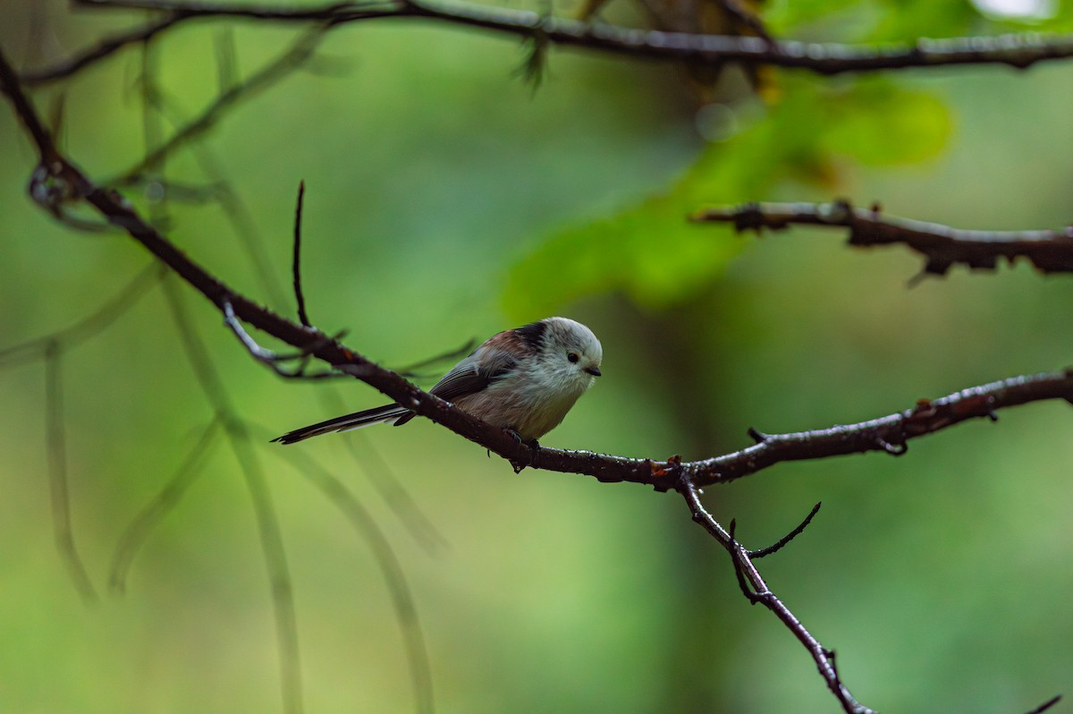 Long-tailed Tit - ML643429768