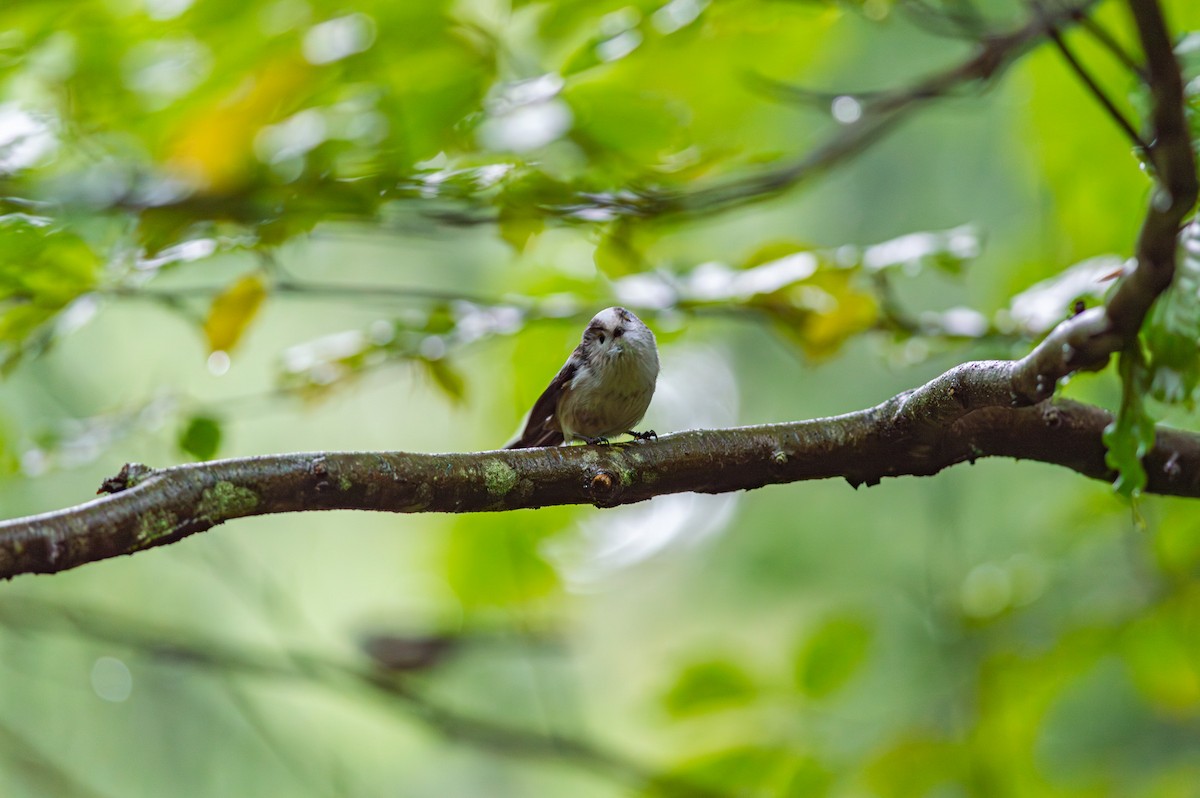 Long-tailed Tit - ML643429769