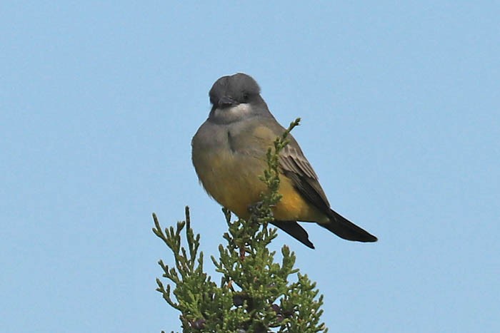 Cassin's Kingbird - ML643429770