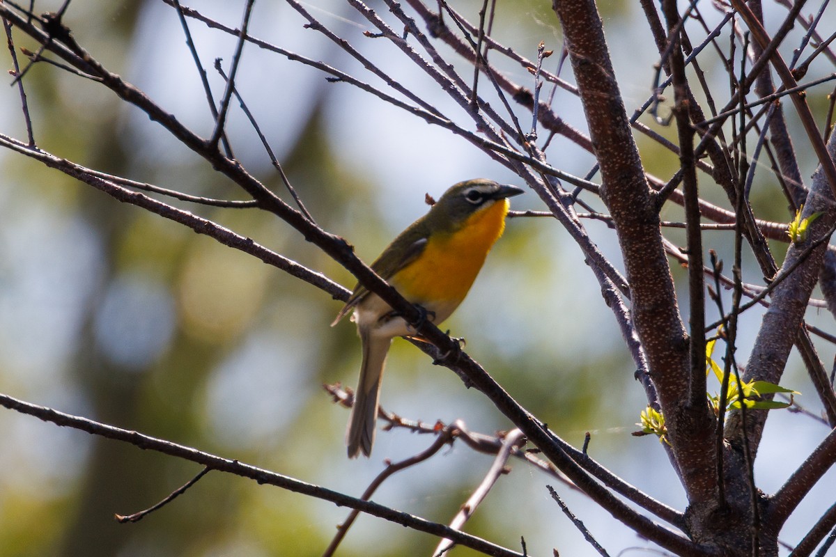 Yellow-breasted Chat - ML643429774