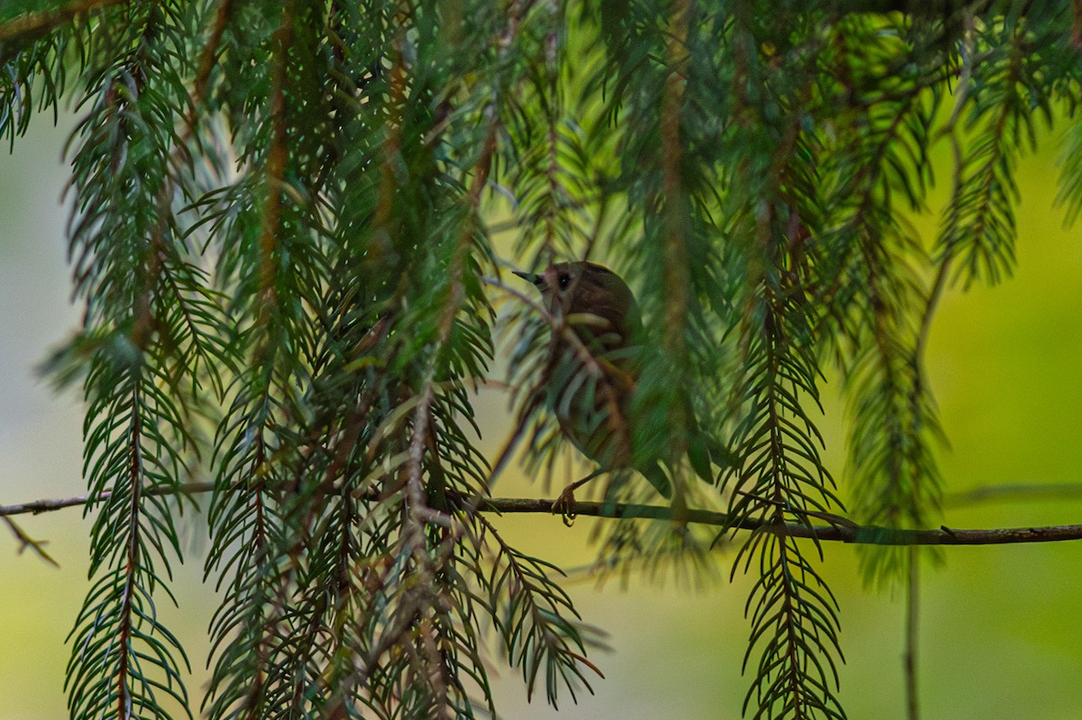 Goldcrest - ML643429779