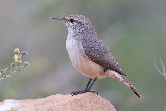 Rock Wren - ML643429781