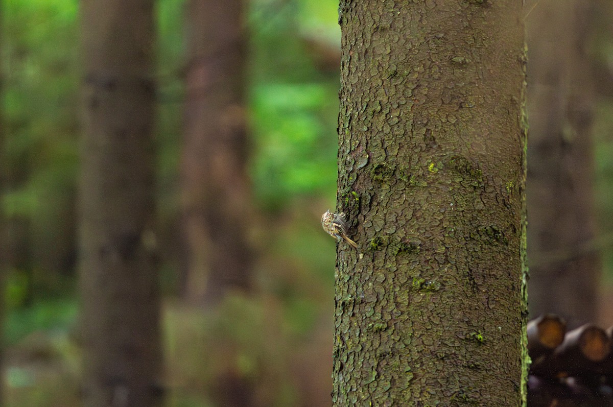 Eurasian Treecreeper - ML643429783