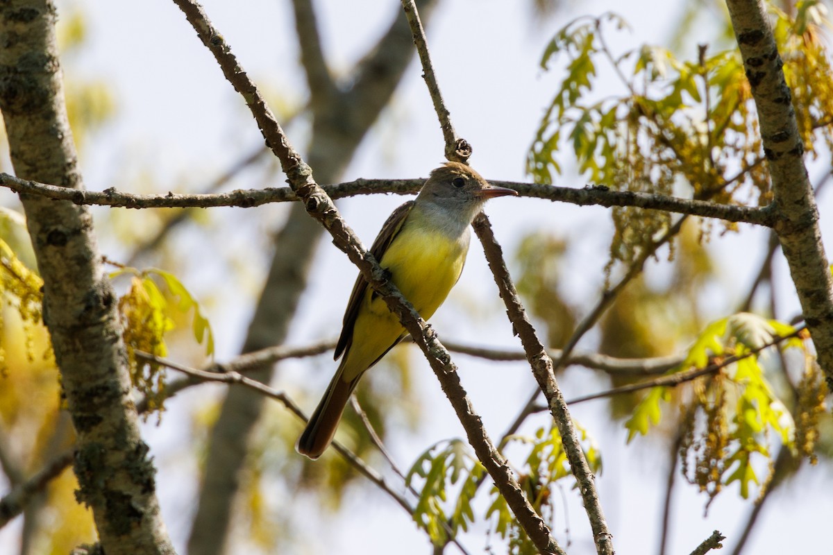 Great Crested Flycatcher - ML643429784