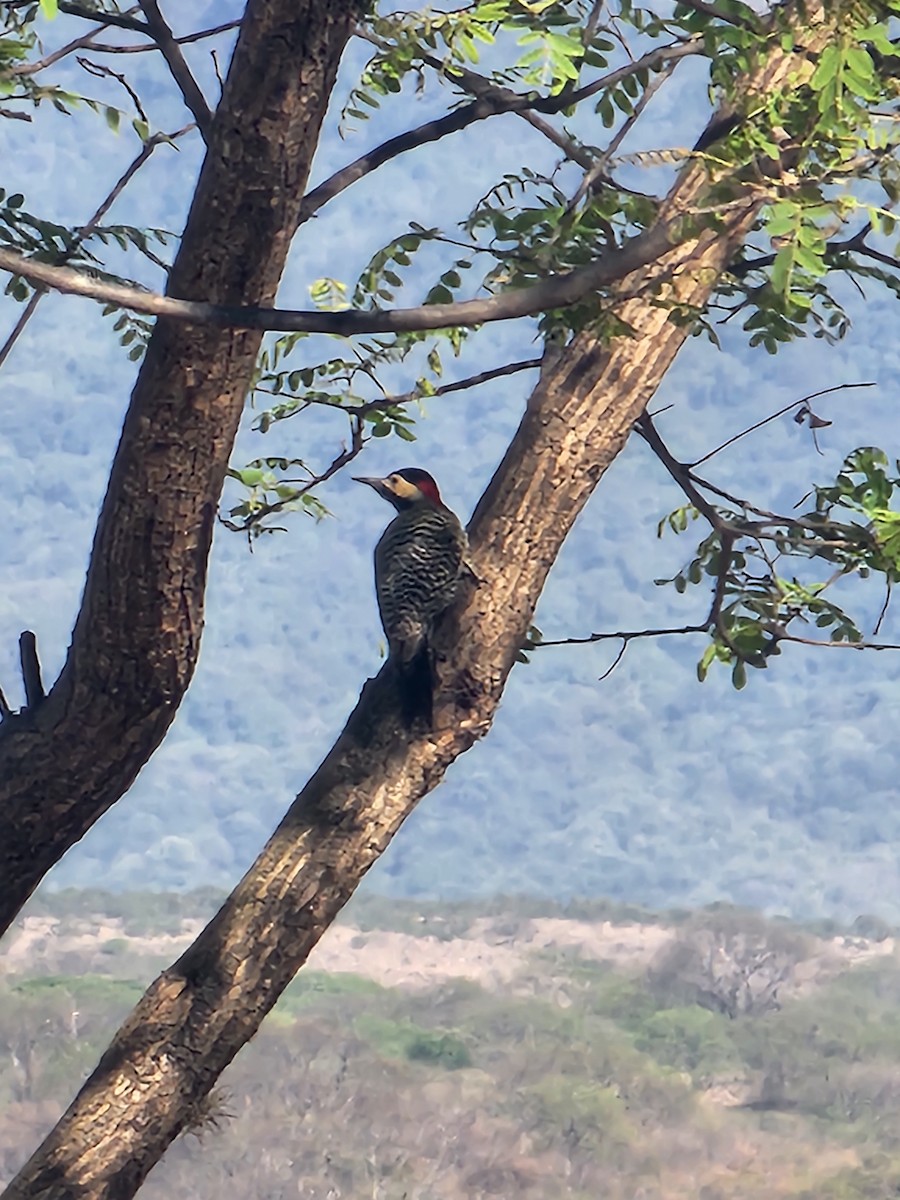 Green-barred Woodpecker - ML643429787