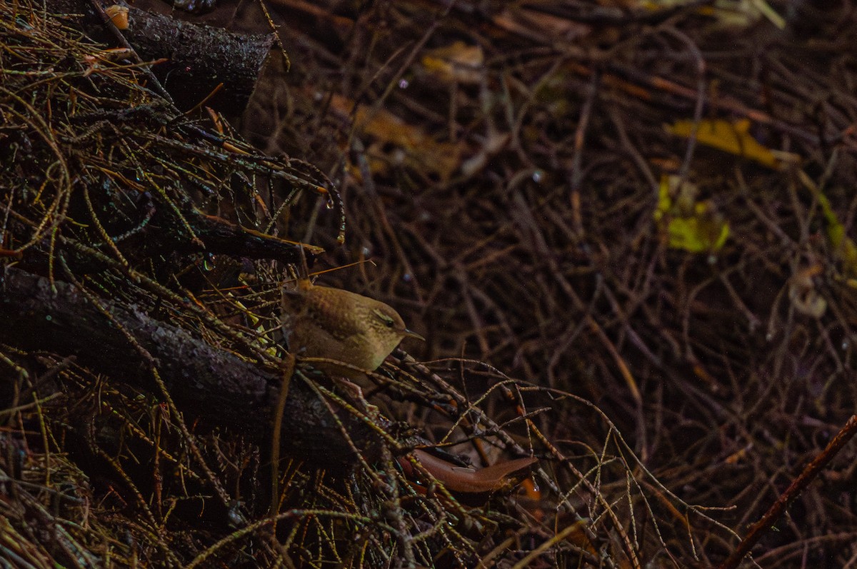 Eurasian Wren - ML643429788