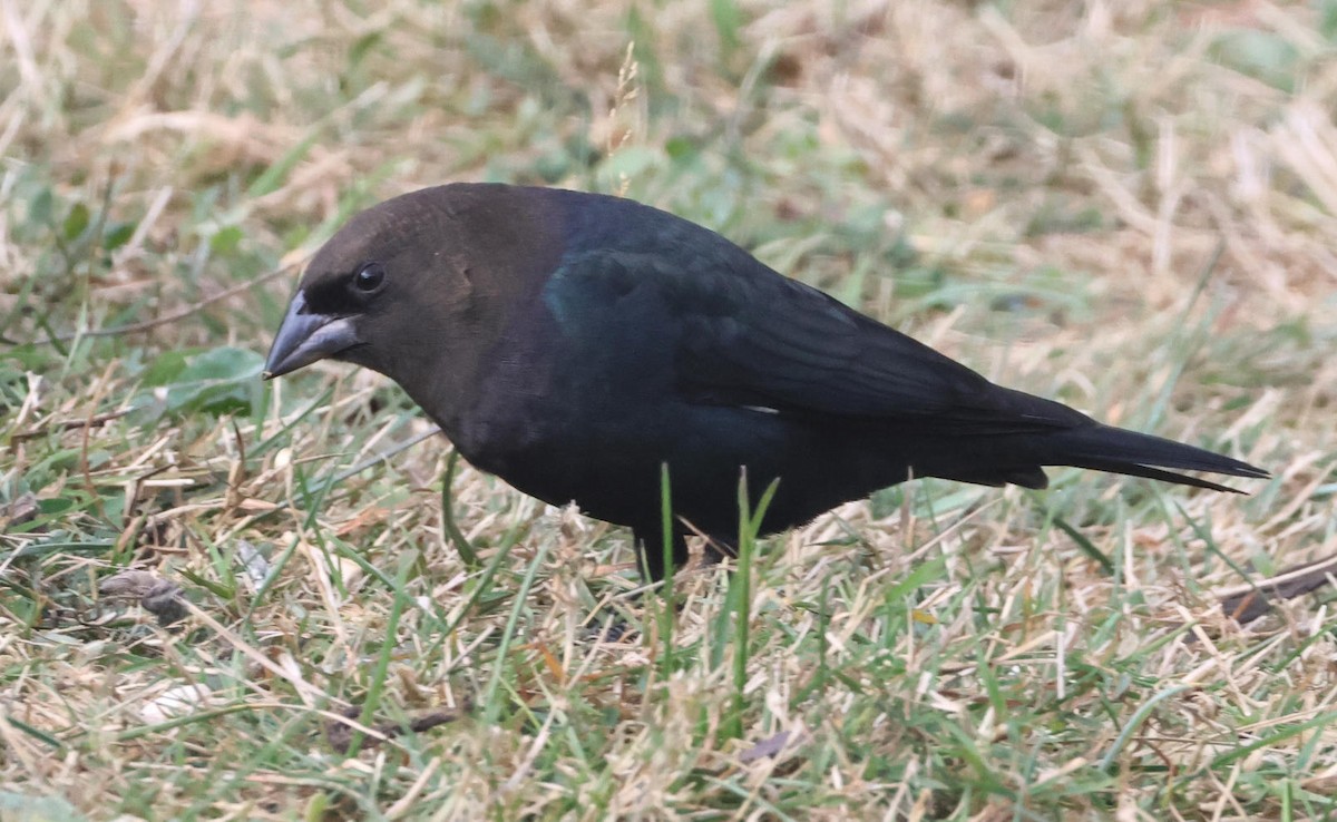 Brown-headed Cowbird - ML643429802