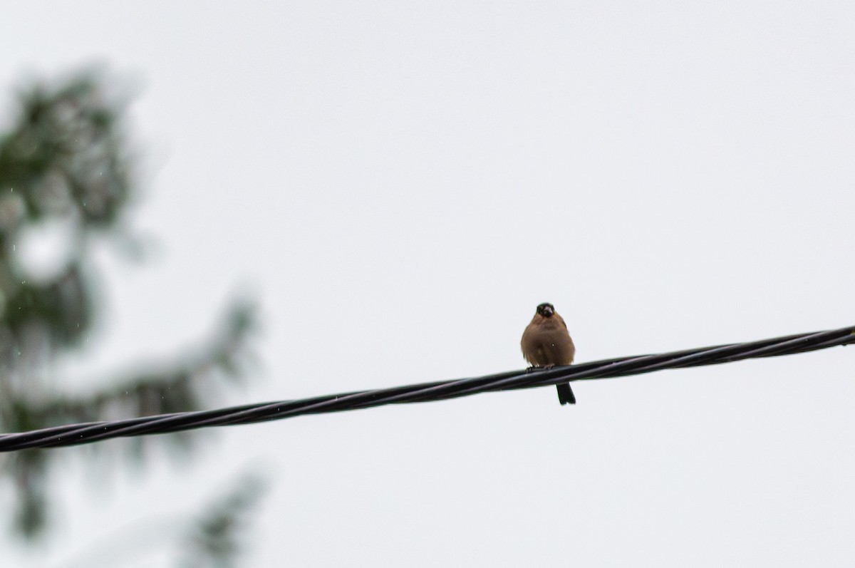 Eurasian Bullfinch - ML643429809