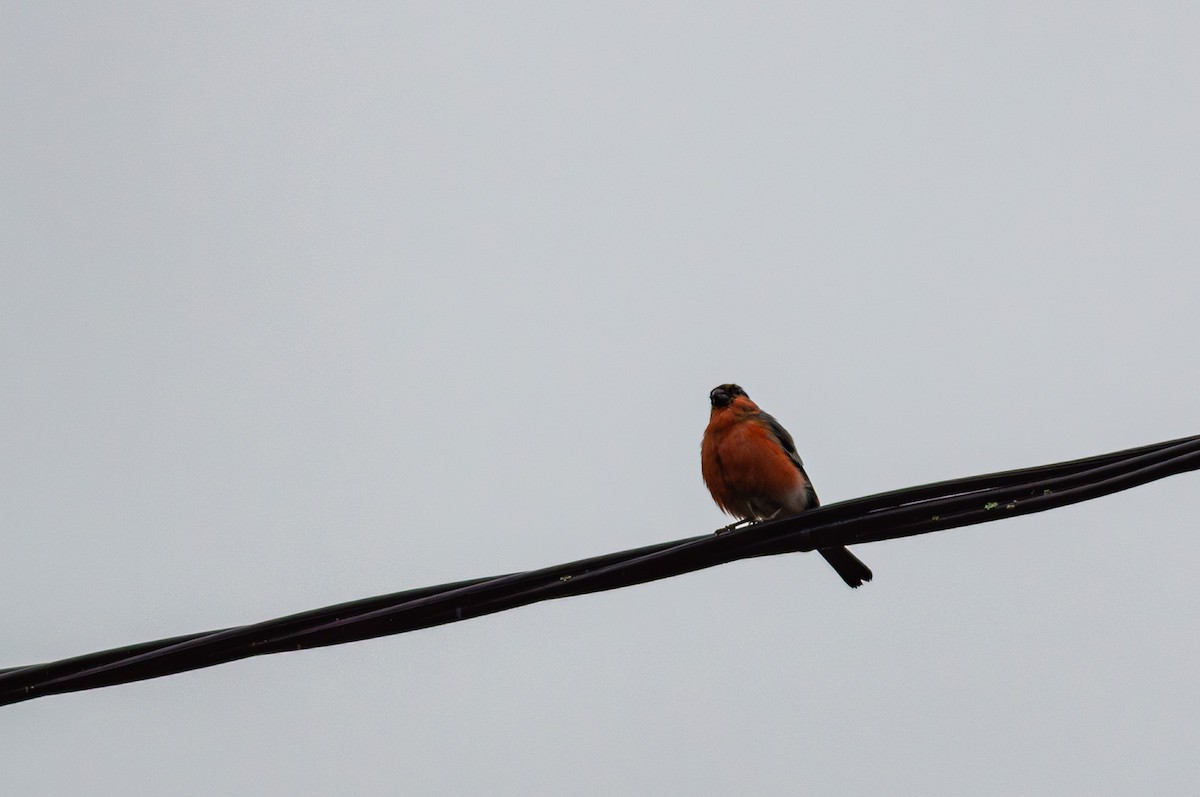 Eurasian Bullfinch - ML643429810