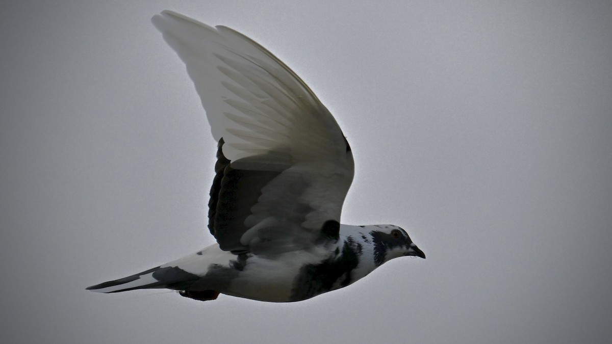 Rock Pigeon (Feral Pigeon) - ML643429852