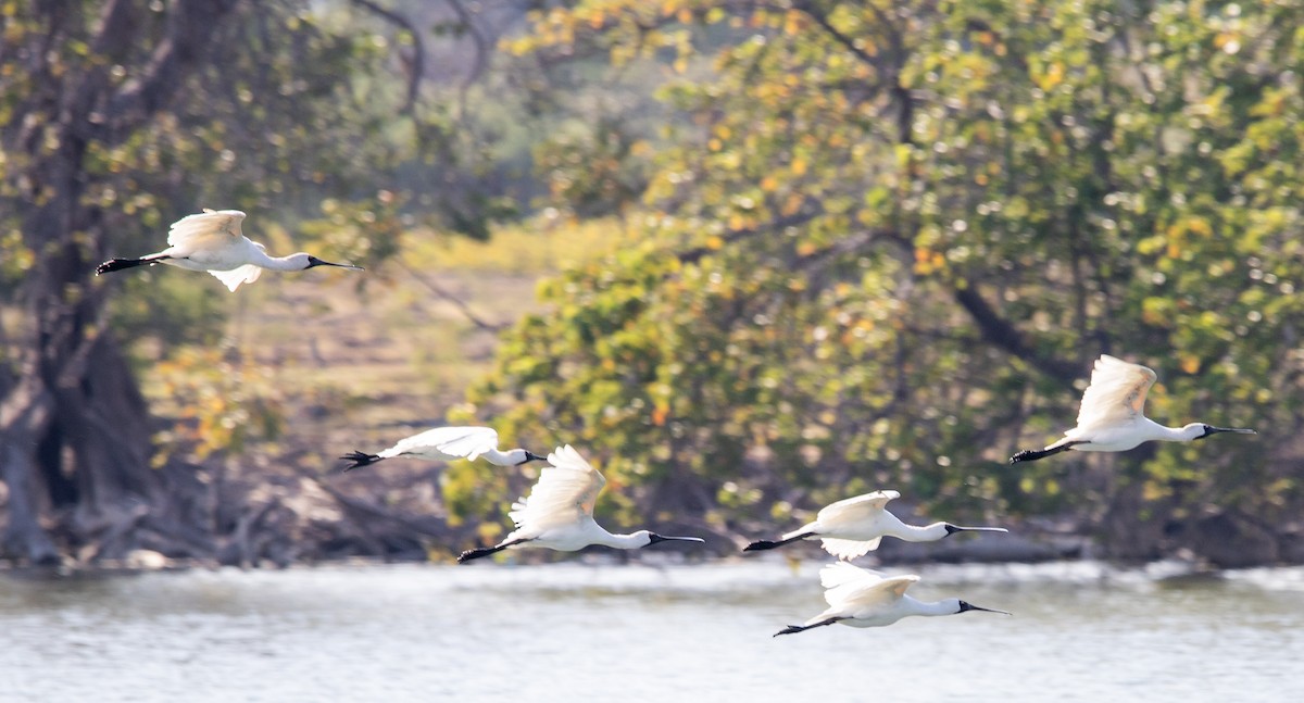 Royal Spoonbill - ML643429860
