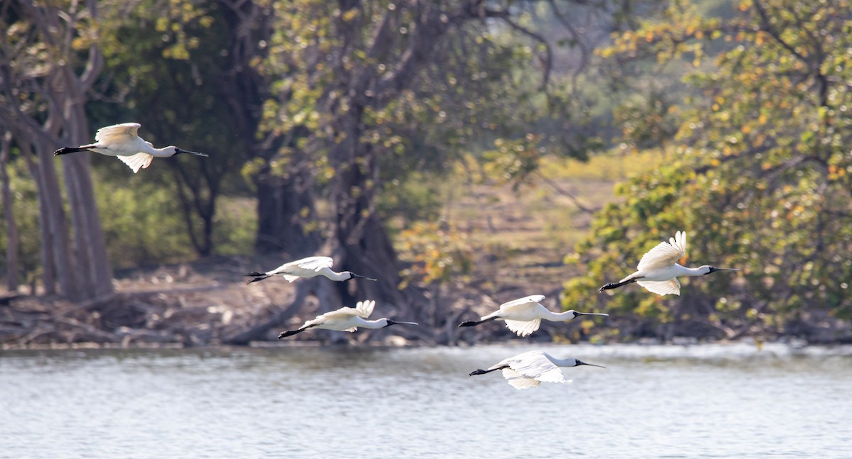 Royal Spoonbill - ML643429861