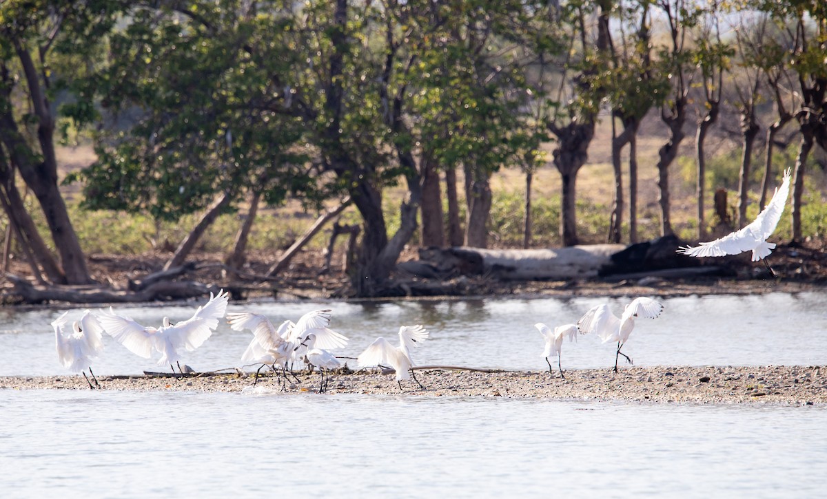 Royal Spoonbill - ML643429864