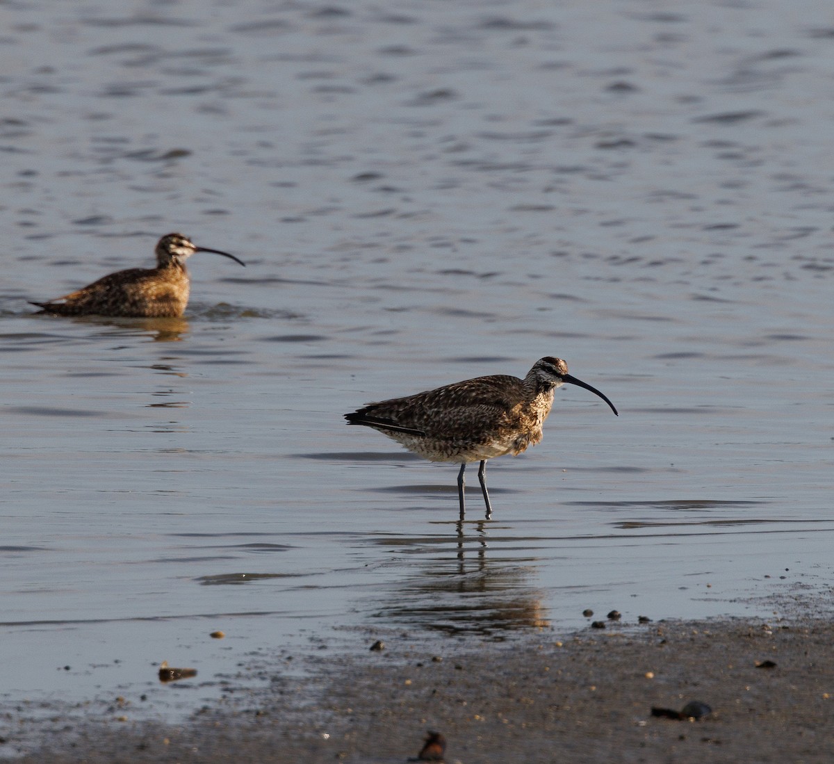 Hudsonian Whimbrel - ML643429870