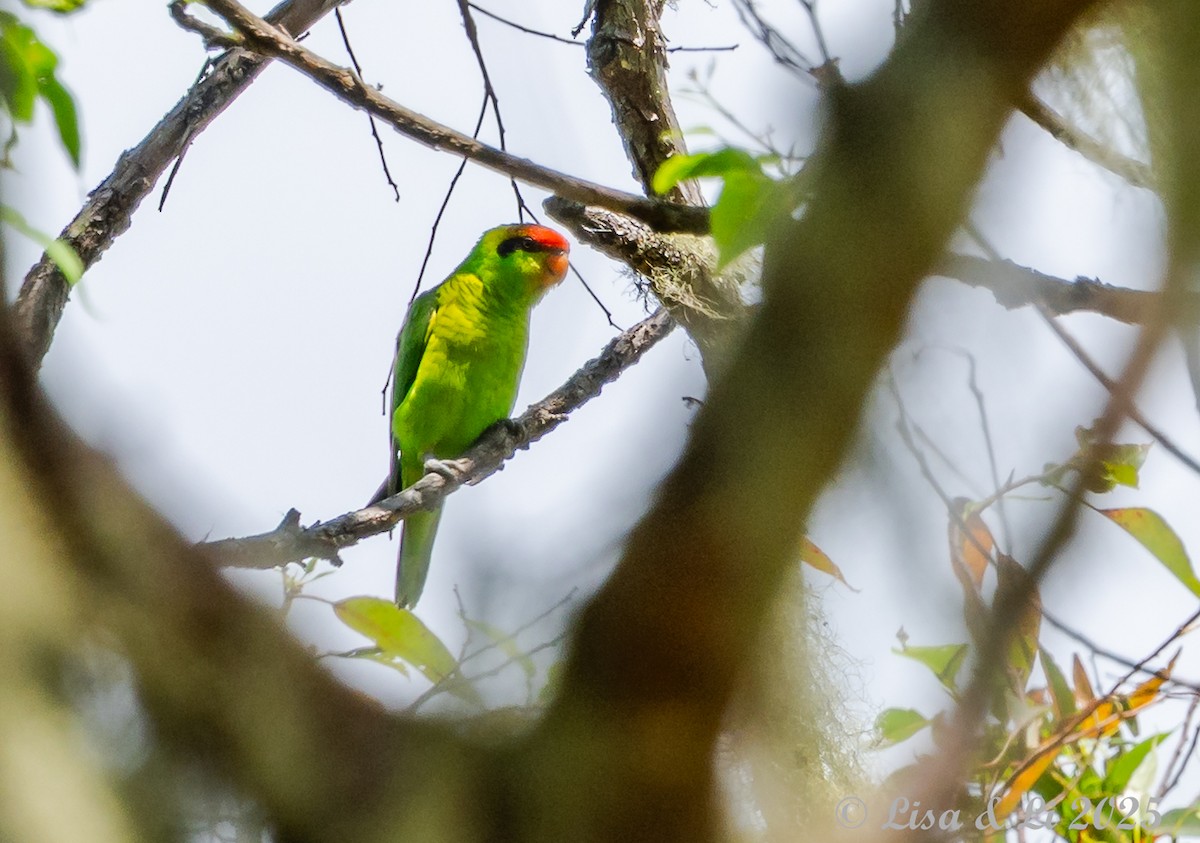 Iris Lorikeet - ML643429871