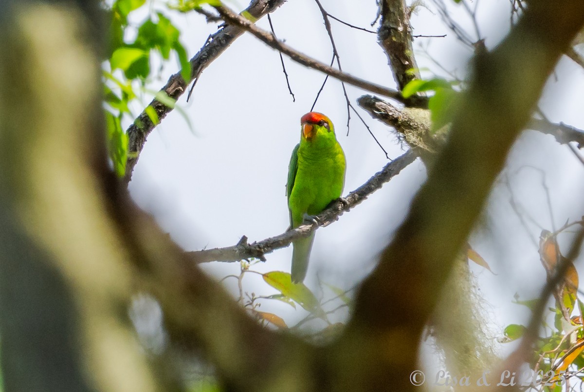 Iris Lorikeet - ML643429872