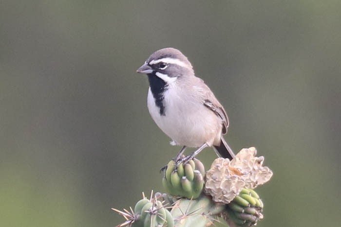 Black-throated Sparrow - ML643429876